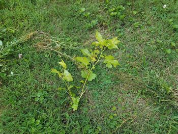 High angle view of yellow flowering plant on field