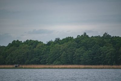 Scenic view of lake by trees against sky