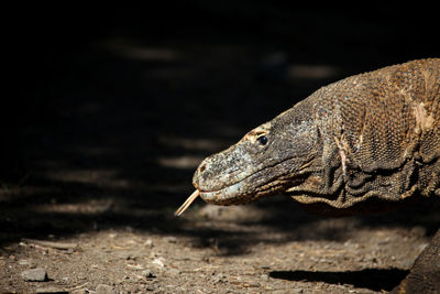 Close-up of a lizard on a field