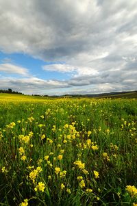 Scenic view of yellow flowers growing on field against sky