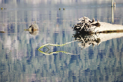 View of turtle swimming in lake