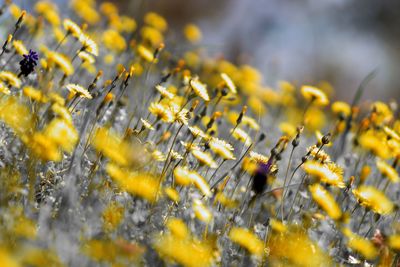 Close-up of yellow flowering plants on field