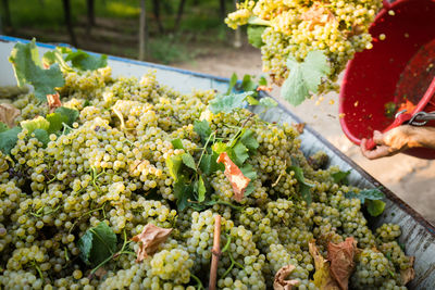 Close-up of person throwing grapes in container for sale in market