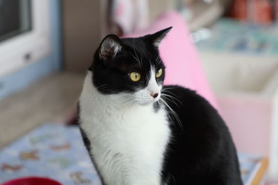 Close-up portrait of a cat at home