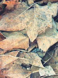 Full frame shot of dry autumn leaves