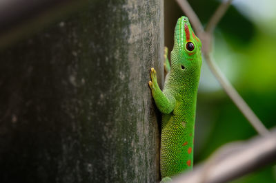 Close-up of lizard on rock