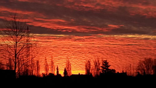 Silhouette of trees at sunset