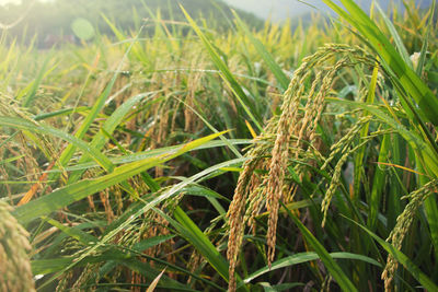 Close-up of crops growing on field