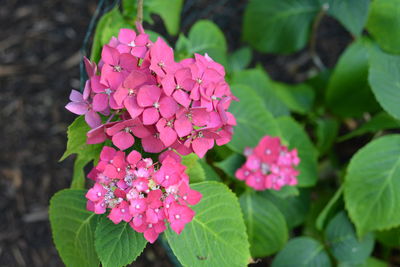 Close-up of pink flowers