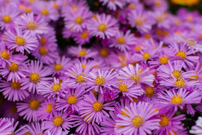 Symphyotrichum pink close-up. beautiful bright purple autumn flowers bloomed in the garden.