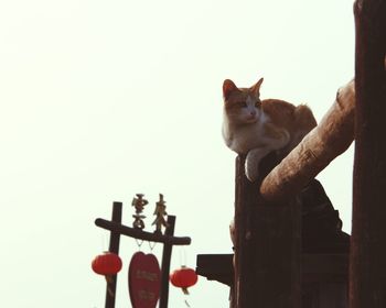 Close-up of cat against clear sky