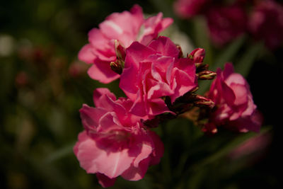 Close-up of pink flowers blooming outdoors