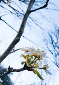 Close-up of cherry blossoms on branch