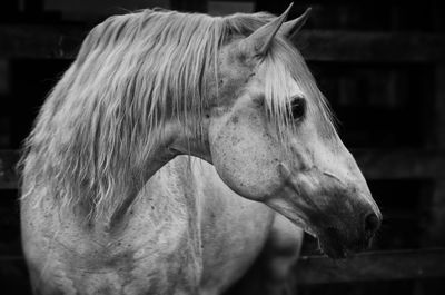 Horse in stable