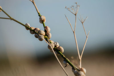 Close-up of snails on plant against sky