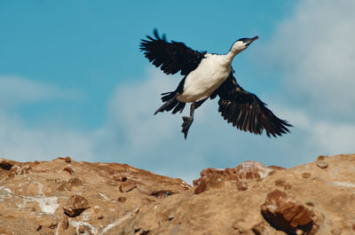 Low angle view of bird flying against sky