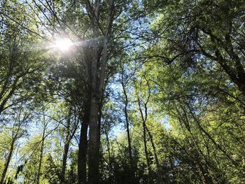 Low angle view of trees in forest