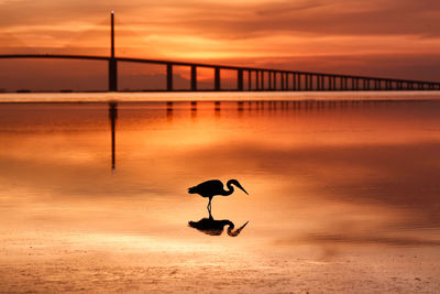 Silhouette birds on a bridge