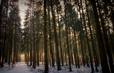 Trees in forest during winter