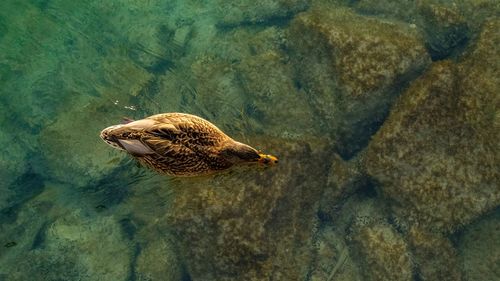 High angle view of duck swimming on rock