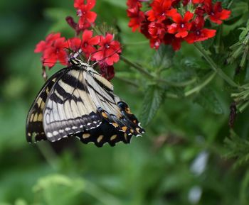 Close-up of butterfly pollinating on flower