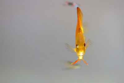 Close-up of orange fish in tank