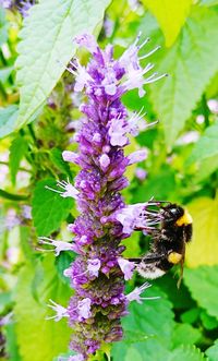 Close-up of bee on purple flower