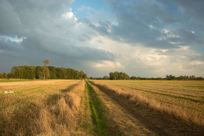 Scenic view of agricultural field against sky