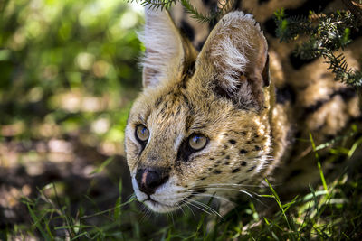 Close-up of serval on field