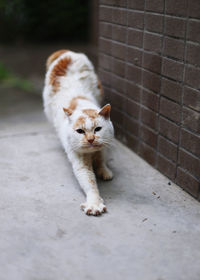pet
