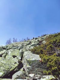 Low angle view of rocks and plants against sky