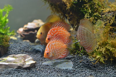 Beautiful discus fish raised in an aquarium with flashy colors, cute, suitable for people 