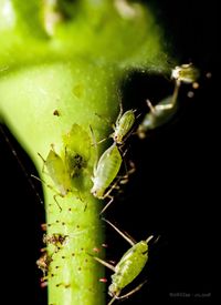 Close-up of succulent plant