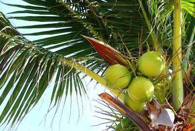 Low angle view of coconut palm tree