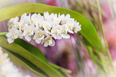 Close-up of flowers blooming outdoors