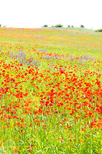 Scenic view of flowering plants on field