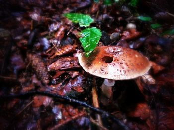 Close up of leaf in forest