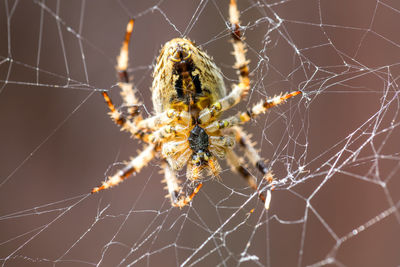 Close-up of spider on web