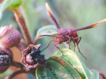 Close-up of insect on plant