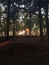 Trees in forest