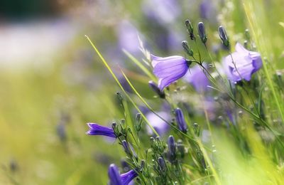 Close-up of purple crocus flowers on field