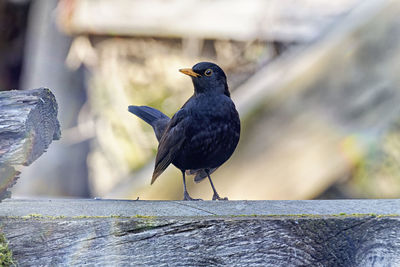 Close-up of bird perching on branch