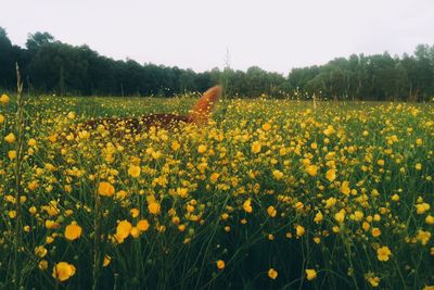 Yellow flowers growing in field