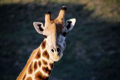 Close-up portrait of giraffe