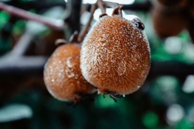 Close-up of mushrooms growing on tree