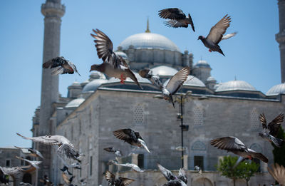 Flock of birds flying