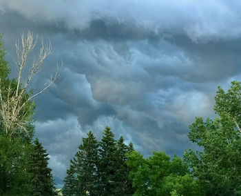 Low angle view of trees against sky