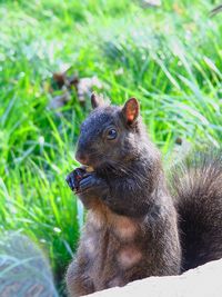 Close-up of squirrel on rock