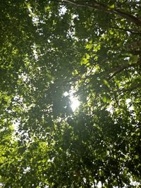 Low angle view of trees in forest