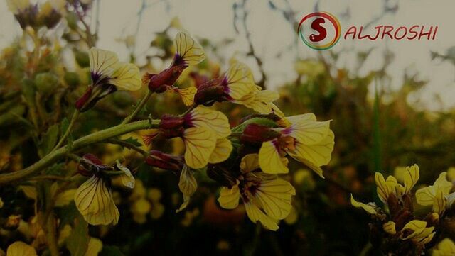 flower, yellow, freshness, growth, focus on foreground, plant, beauty in nature, nature, close-up, fragility, petal, blooming, selective focus, day, outdoors, no people, stem, in bloom, flower head, red